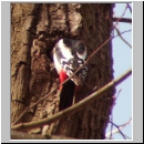 Picoides major - Buntspecht m05.jpg